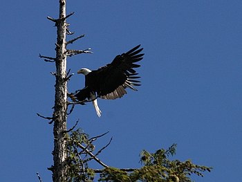 Weißkopfseeadler