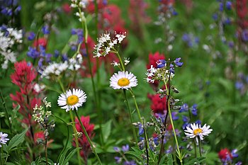 Eine tolle Blumenpracht