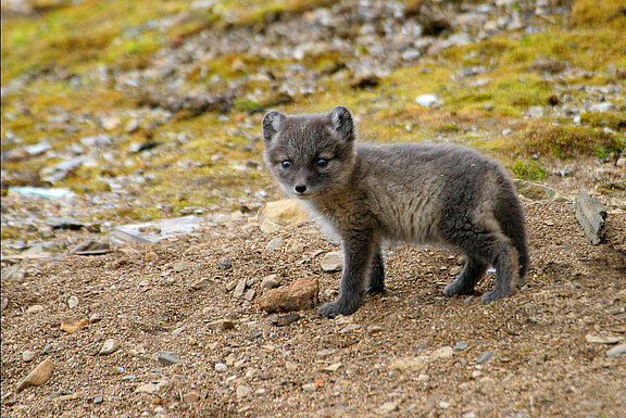Arctic Fox POLARREV2-4434236-Photo_Nina__Bailey.JPG