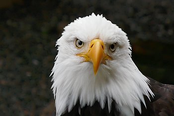 Weißkopfseeadler